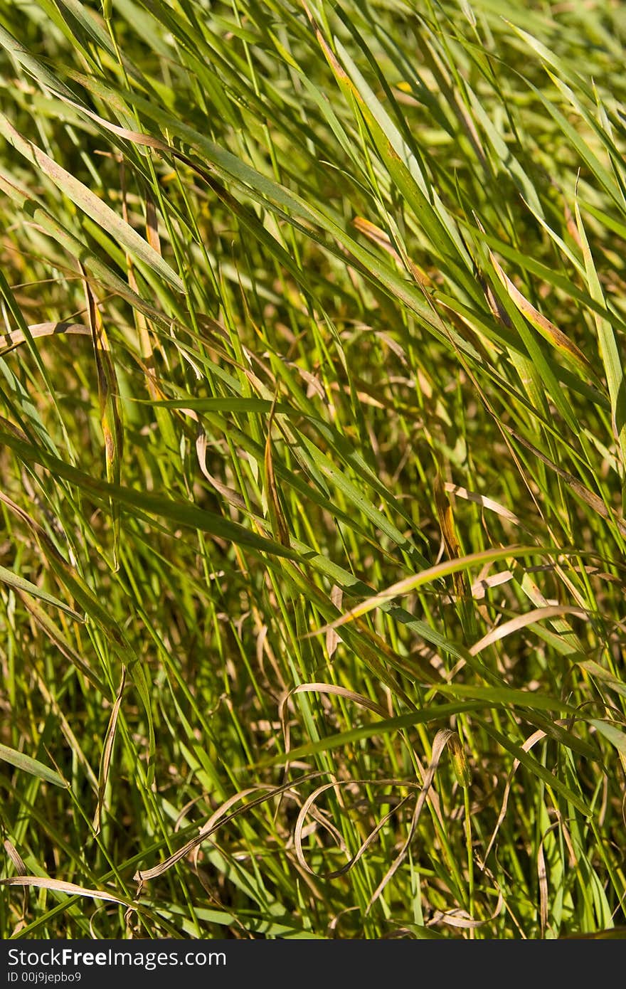 Green grass field nature background