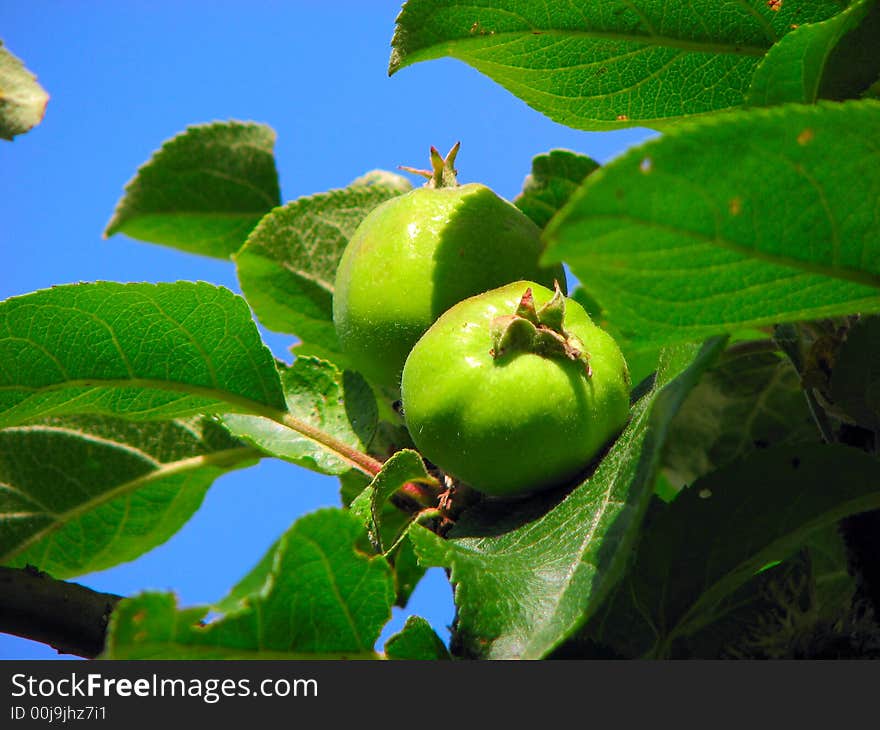 Green Apples