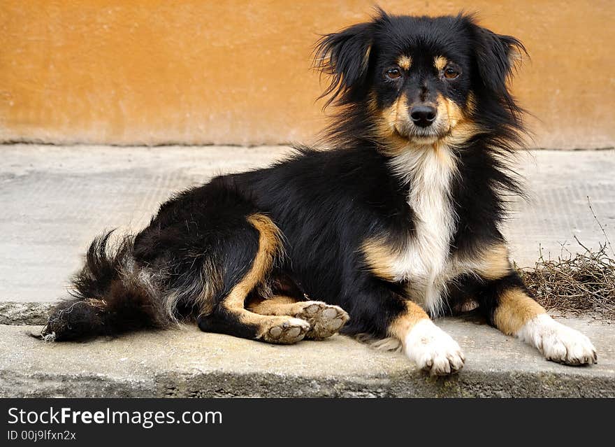 Cute black, tan and white, long-haired border collie dog, laying down...looking directly at camera. Cute black, tan and white, long-haired border collie dog, laying down...looking directly at camera.