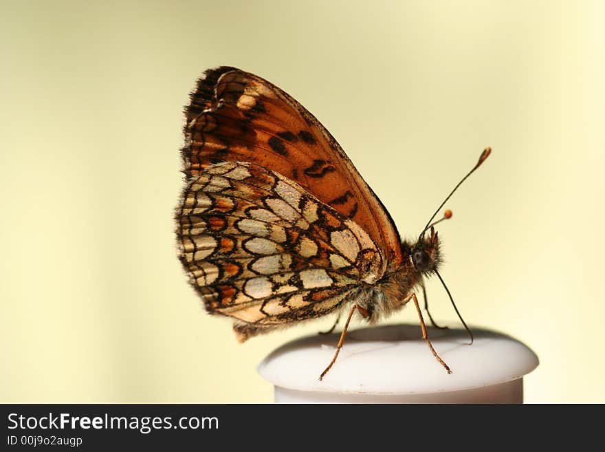 Macro of a butterfly taken in france