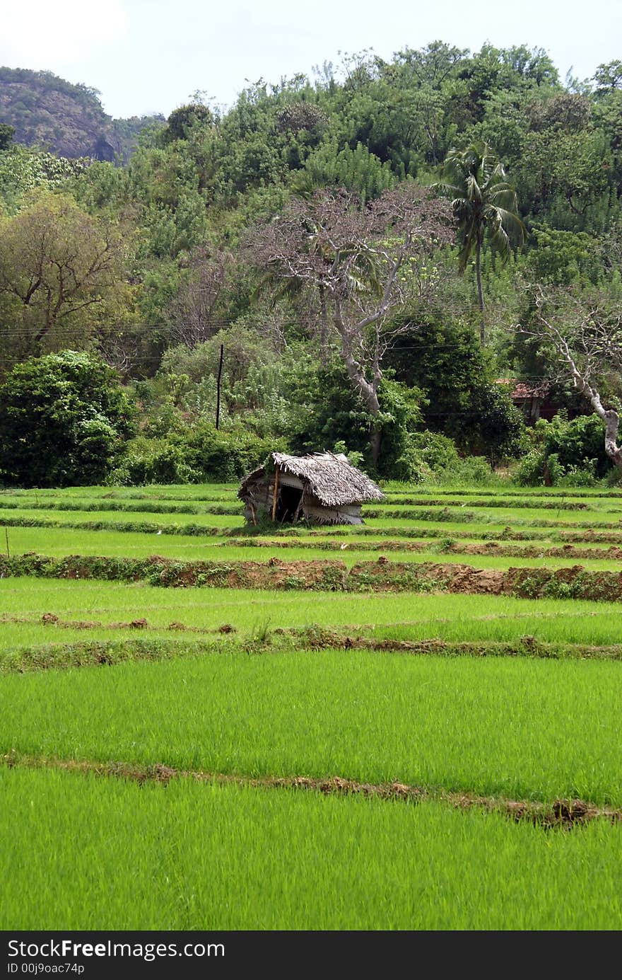 House On The Rice Field