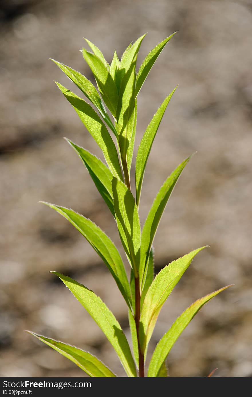 Fresh leaves in the sunshine