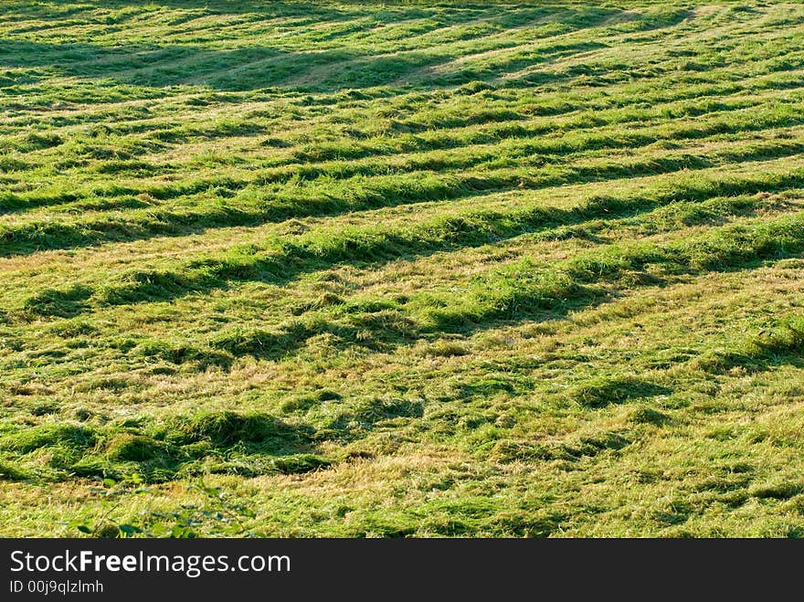 Fresh mowed hay in the sunshine.