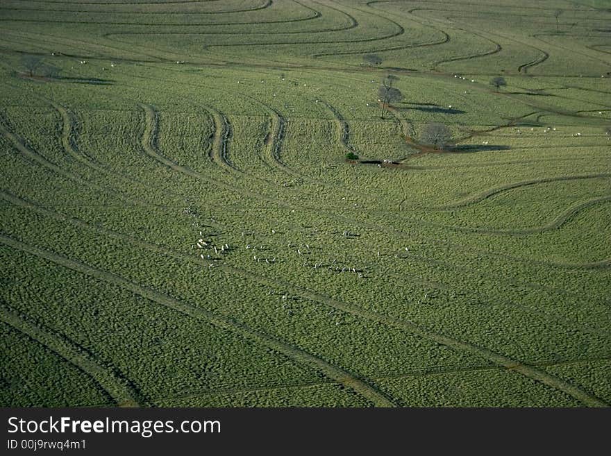 Green Field with Cattle