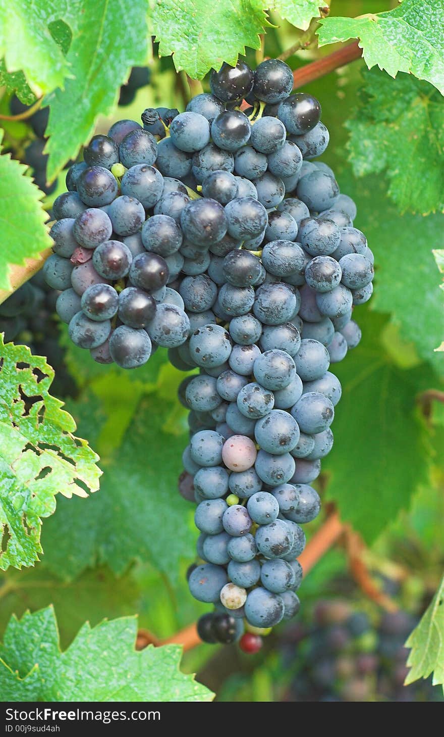 Vineyard Grape - Red and green grapes on the branch