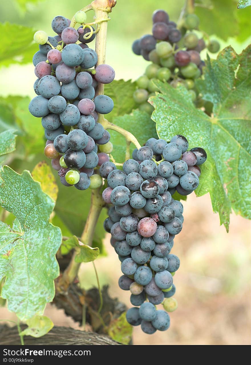 Vineyard Grape - Red grapes on the branch