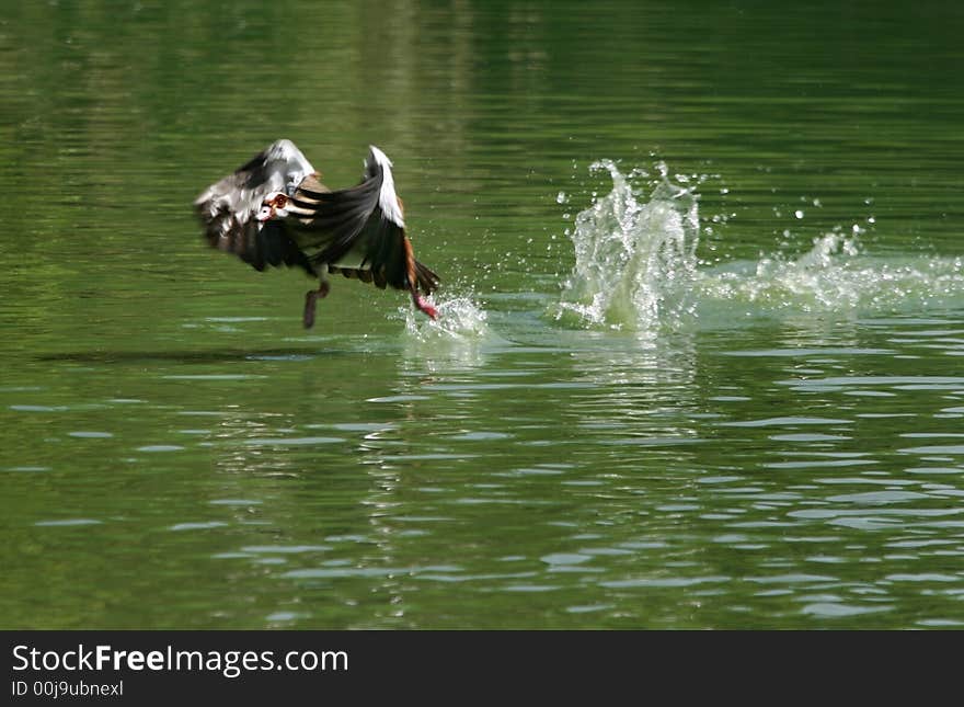 Fowl run and fly up