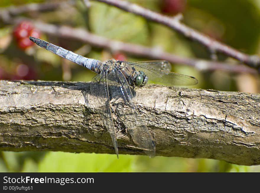 Blue dragon fly on a branch. Blue dragon fly on a branch