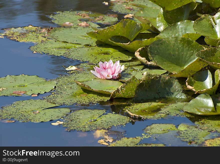 Pink Waterlily Lotus Flower