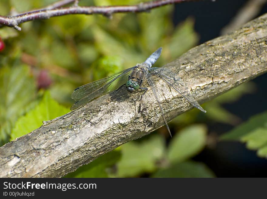 Blue dragon fly on a branch. Blue dragon fly on a branch