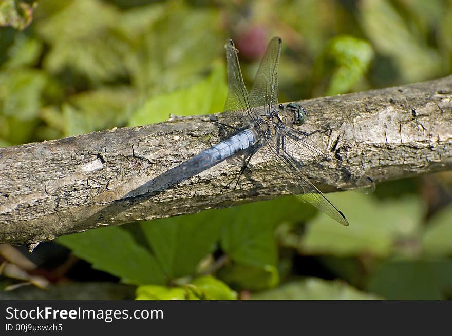 Blue dragon fly on a branch. Blue dragon fly on a branch