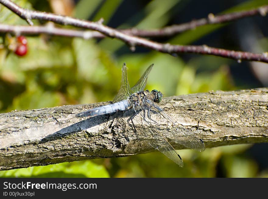 Blue dragon fly on a branch. Blue dragon fly on a branch