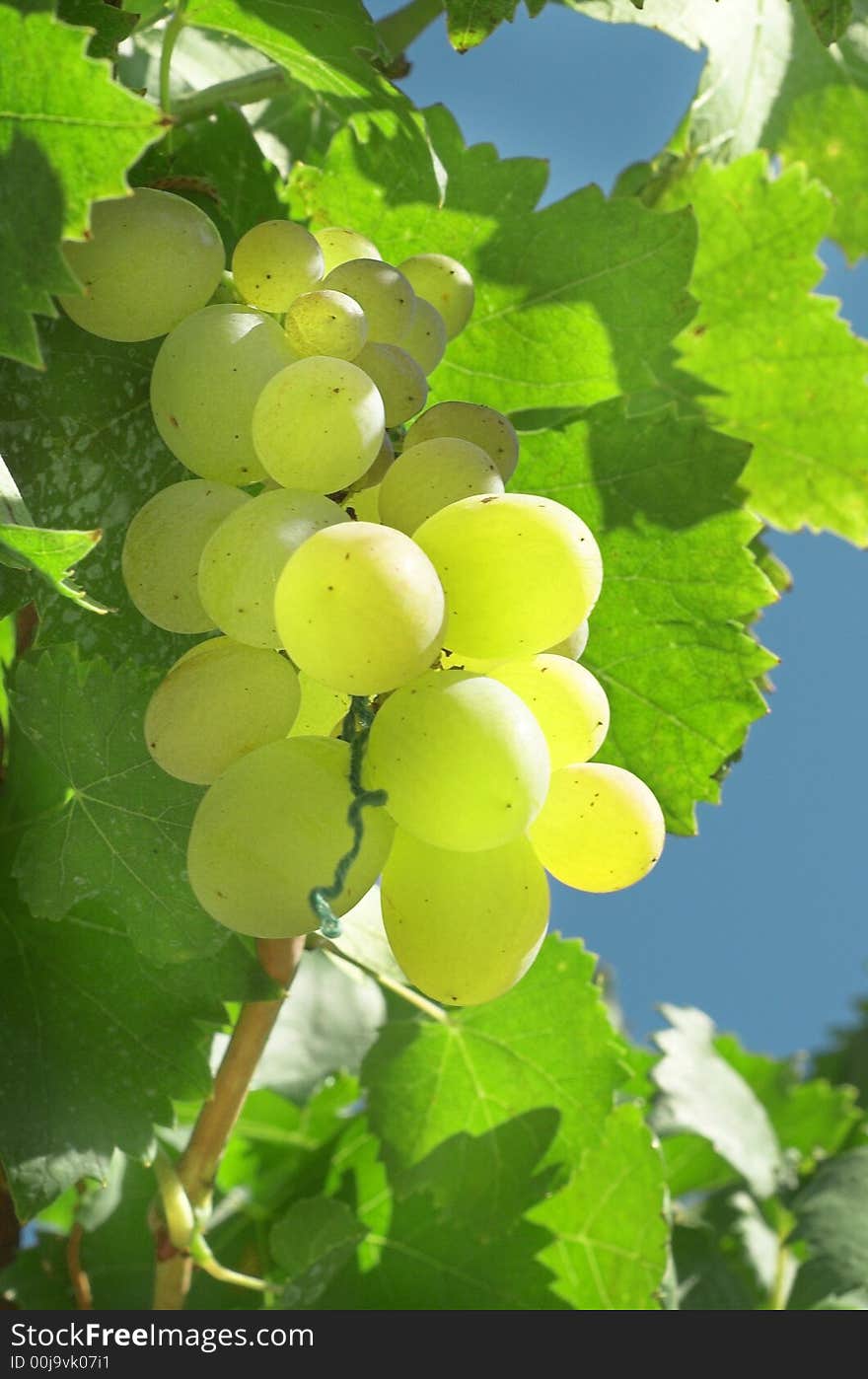 Vineyard Grape - Green grapes on the branch