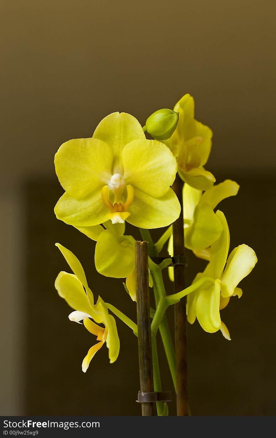 Yellow orchid