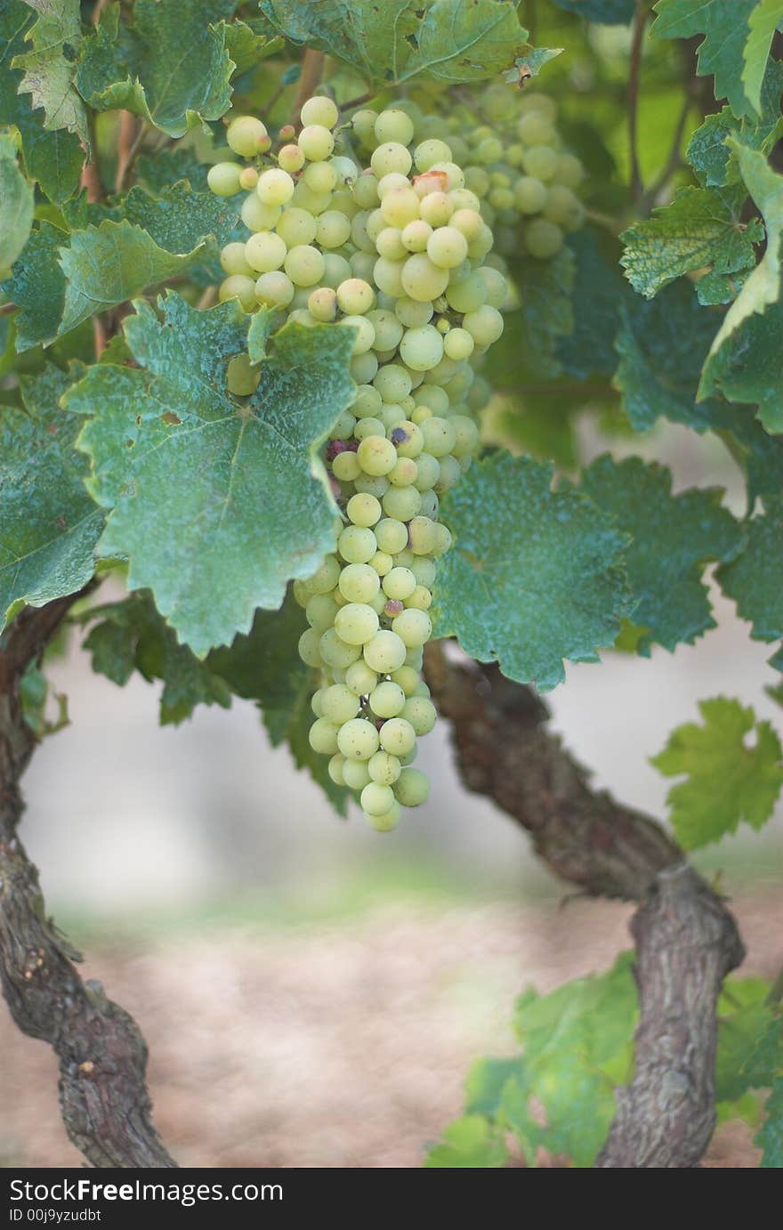 Vineyard Grape - Green grapes on the branch