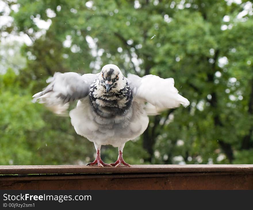 A pigeon really not shy of the camera, apparantely he likes posing. A pigeon really not shy of the camera, apparantely he likes posing...