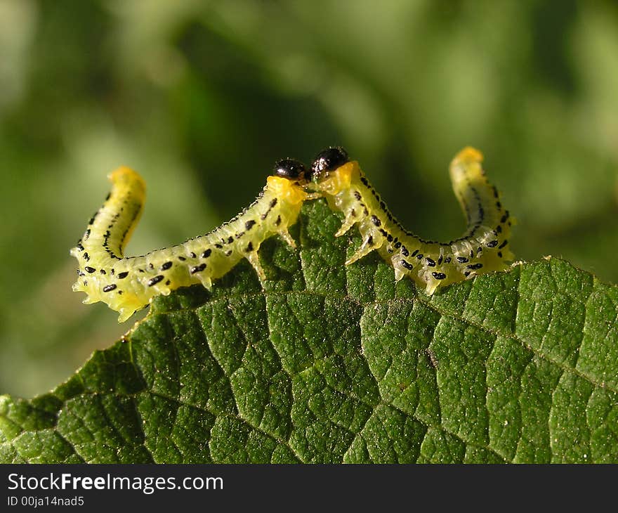 Two light-green caterpillars eating leaf, like embrace, love and W