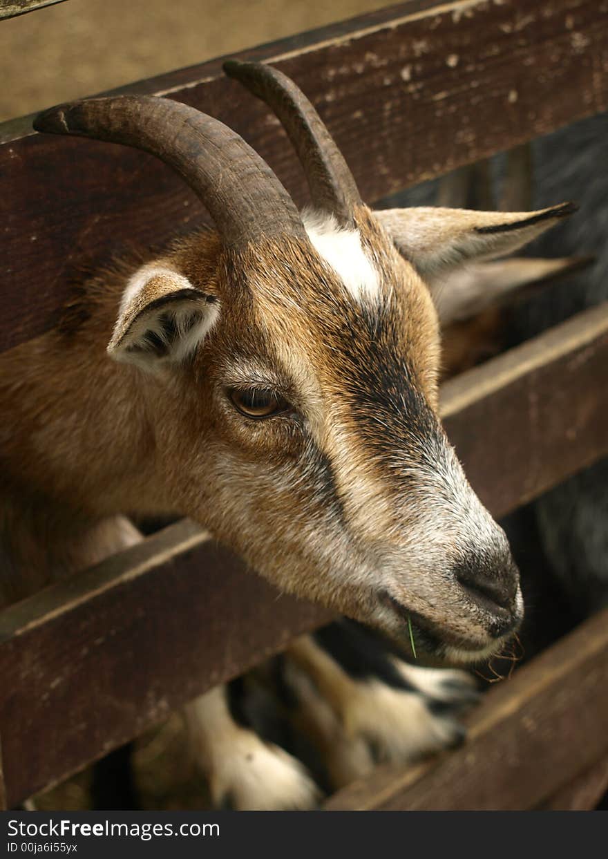 A goat eating grass with his head poking trough the fence.