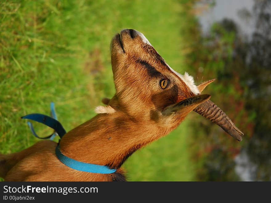 GOAT IN A FIELD - Farm animals