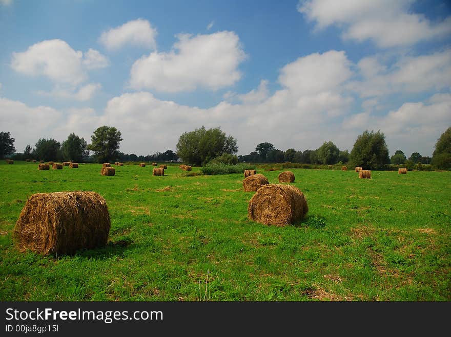 Harvested hay bales on the field. Harvested hay bales on the field