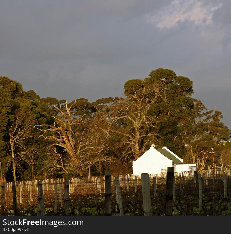 Bright afternoon sunlight shining on a farmhouse in the middle of a vineyard with dramatic skys in the background. Taken near Stellenbosch, South Africa. Bright afternoon sunlight shining on a farmhouse in the middle of a vineyard with dramatic skys in the background. Taken near Stellenbosch, South Africa.