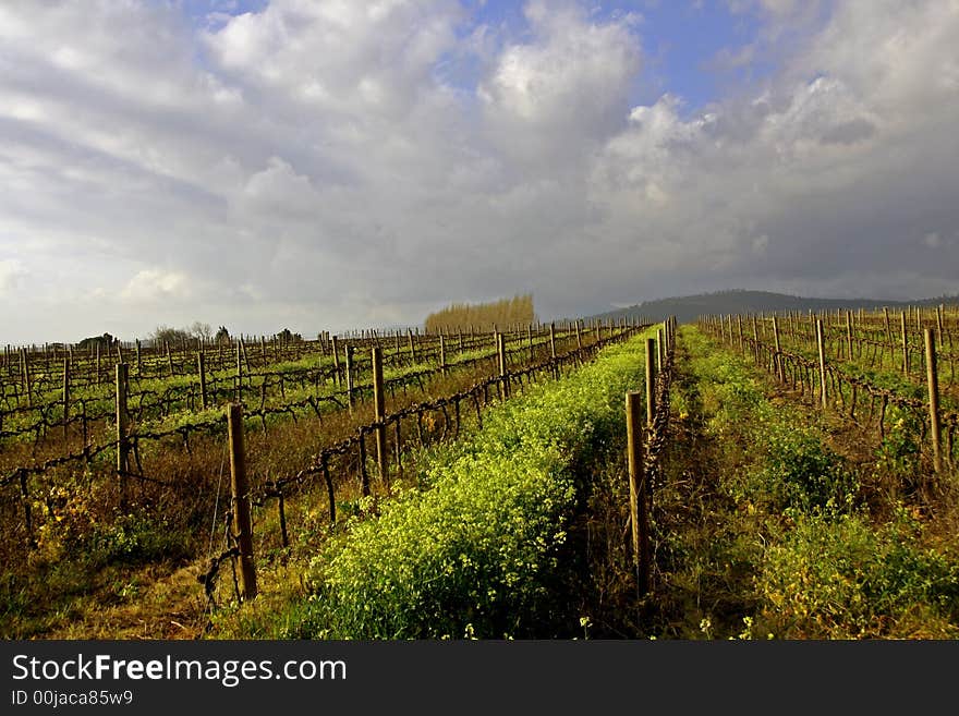 Vineyard in winter