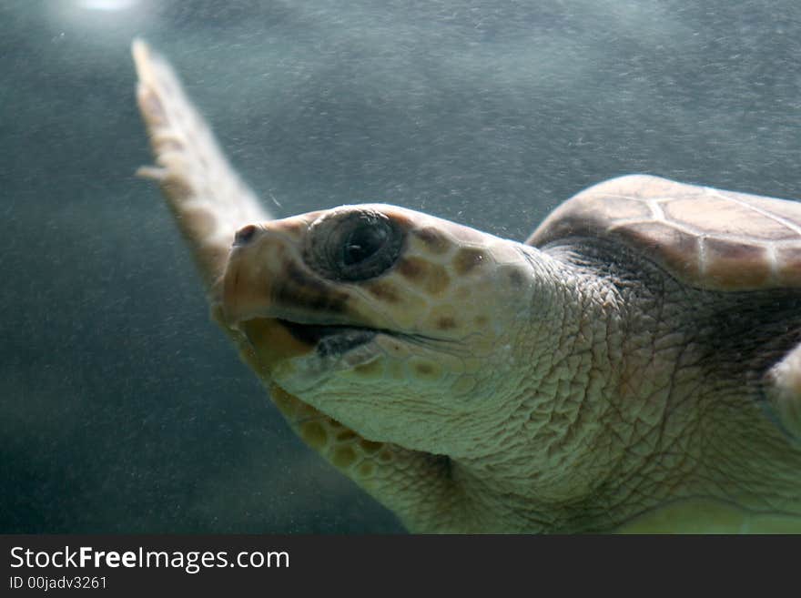 Turtle swimming