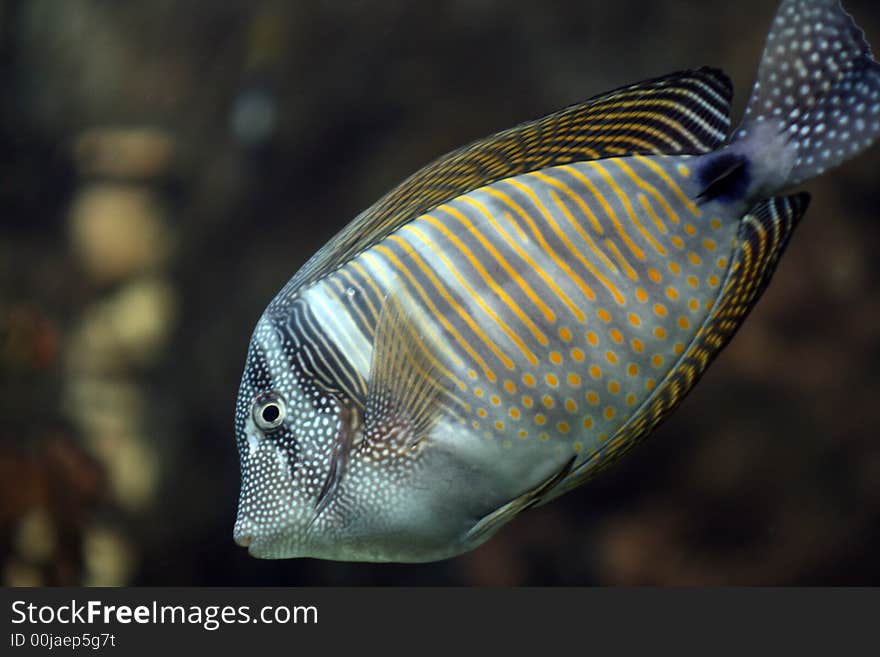 Dot and line coral fish