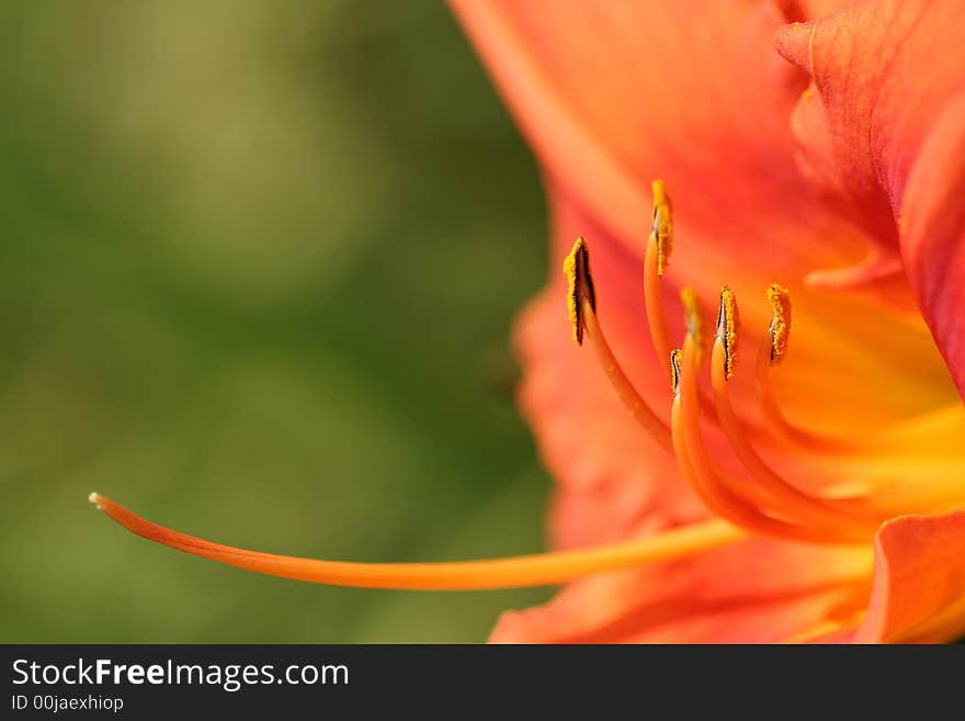 Orange Lily