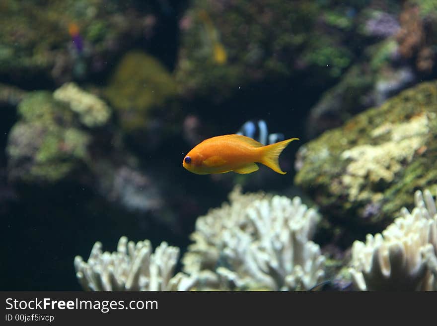 Plain orange coral fish with blue eyes