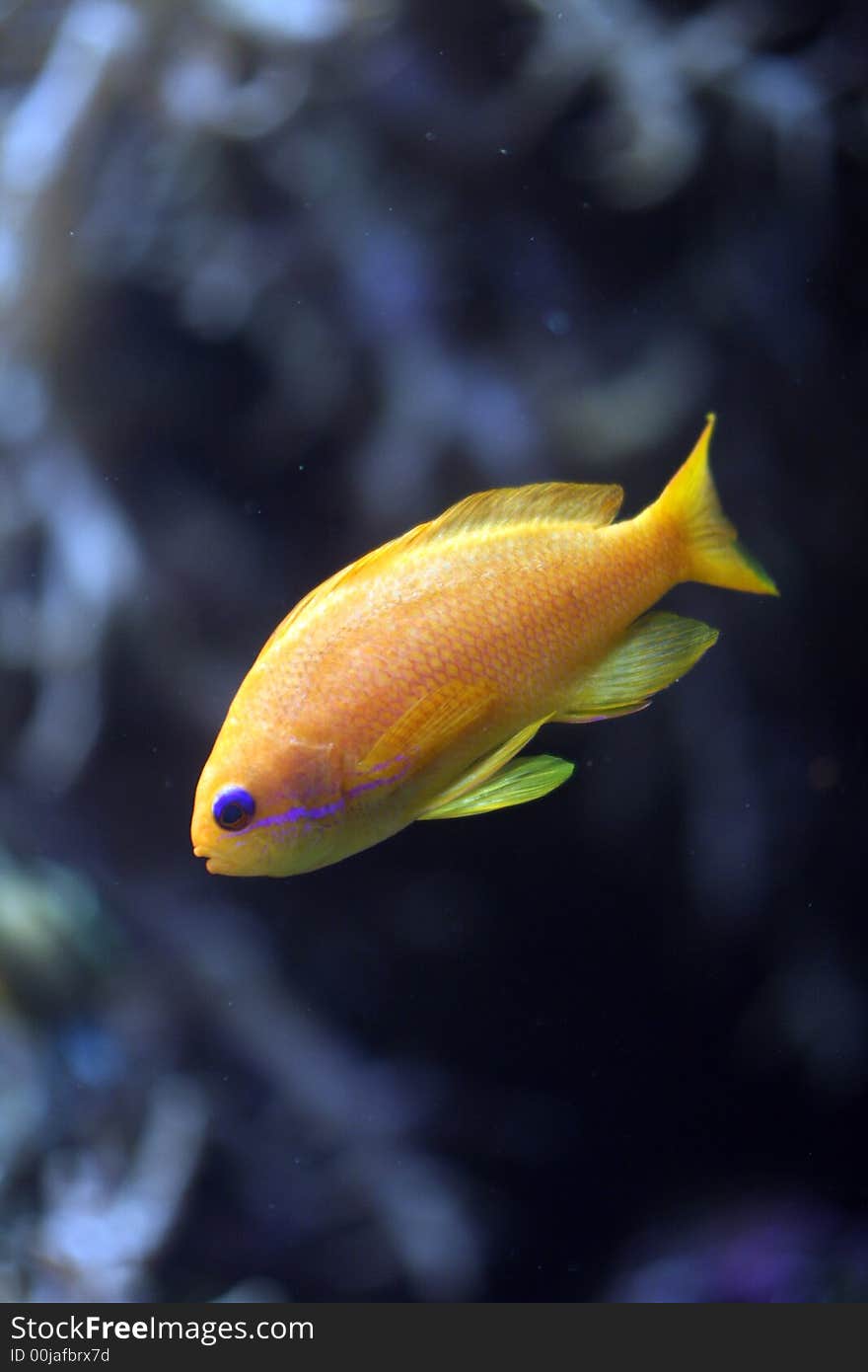 Colorfull orange coral fish with a blue line