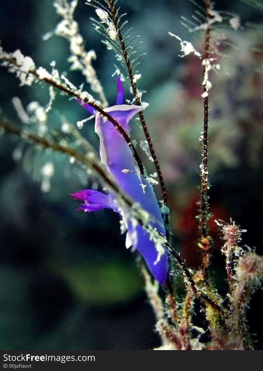 Chromodoris bullocki