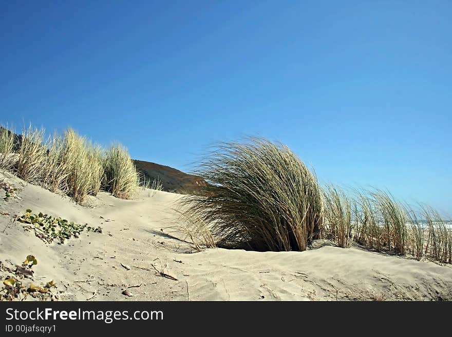 Reeds bend in the wind