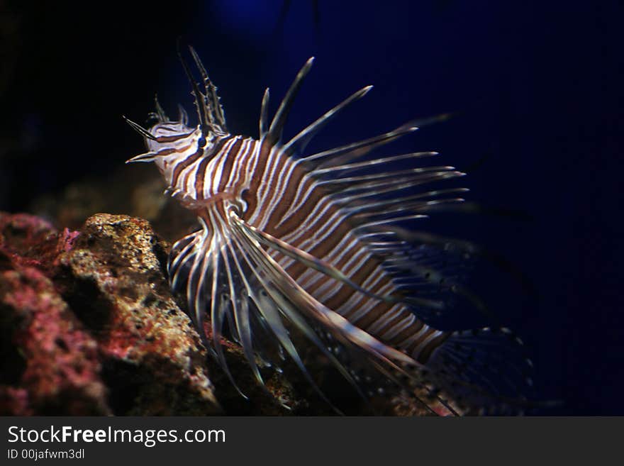 Dangerous dragon fish standing on the rocks