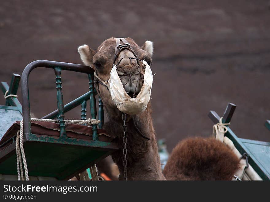 Camel head in a line of camels