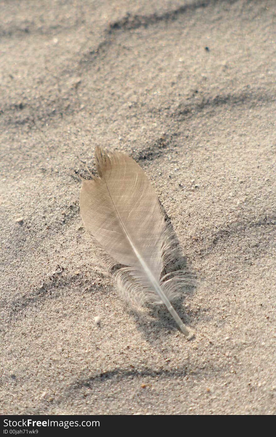 Lone feather in the sand on Florida Gulf Coast