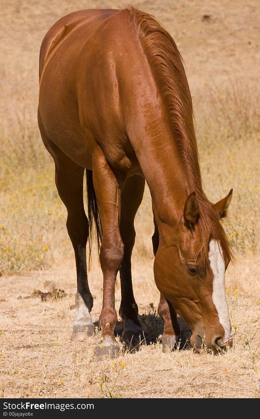 Horse at pasture