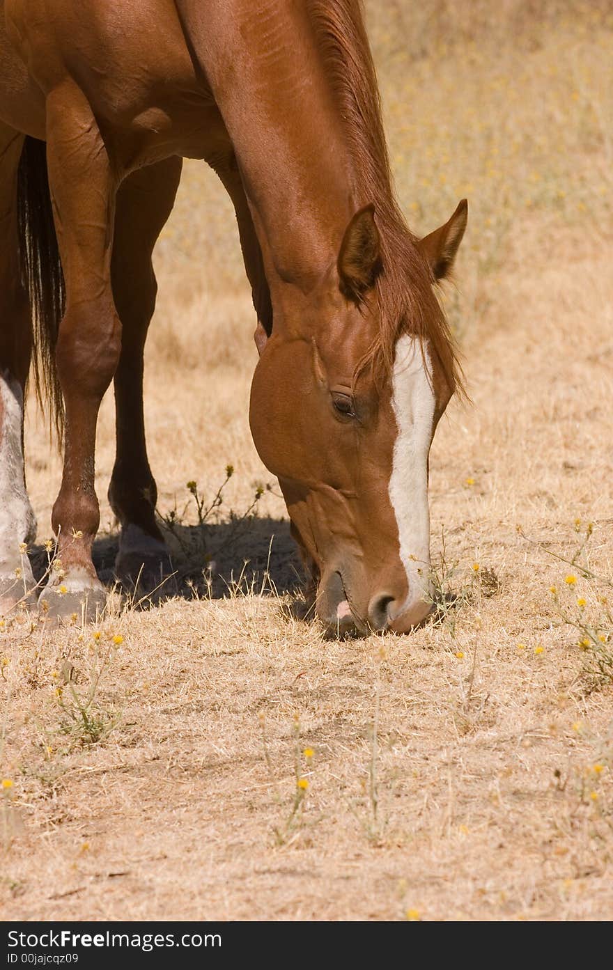 Horse at pasture