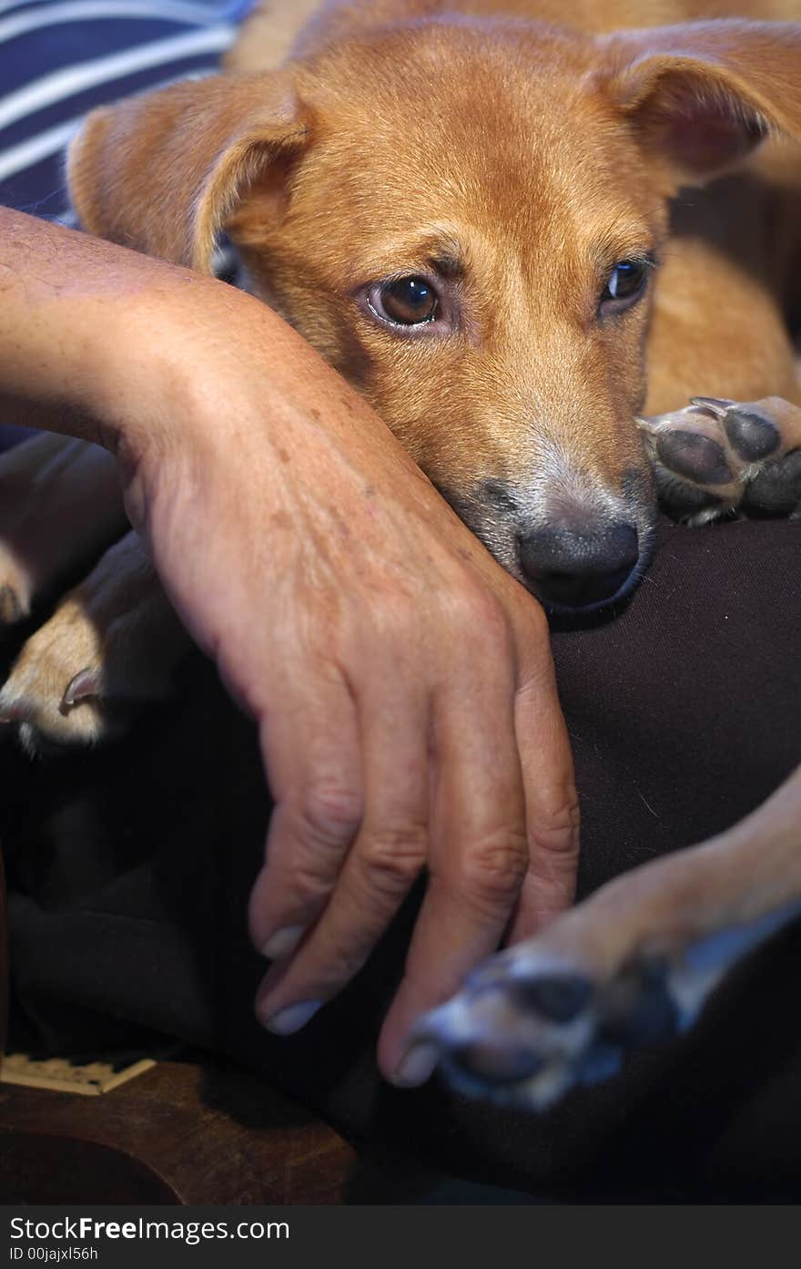 Brown dog sleeping beside her senior human.Unconditional love between human and animal.