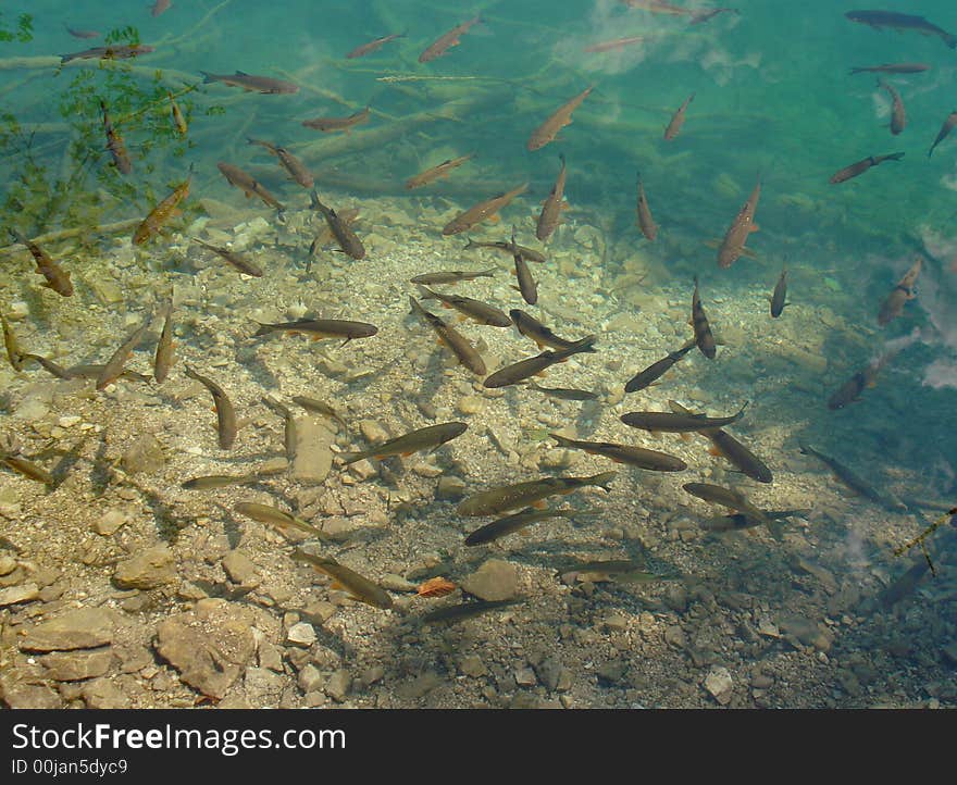 Fishes in the clear blue water