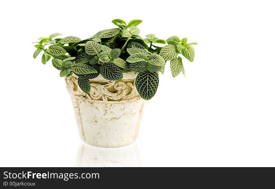 Healthy indoor plant isolated on white. Healthy indoor plant isolated on white