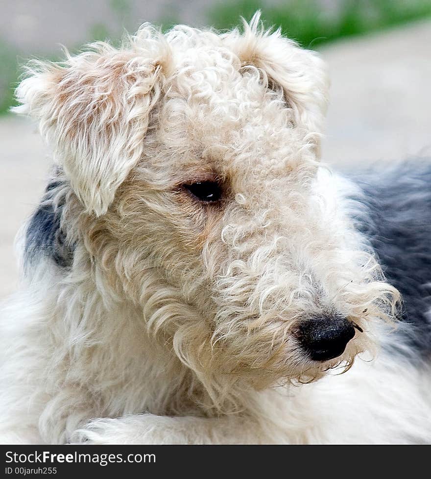 Portrait of young fox terrier. Portrait of young fox terrier