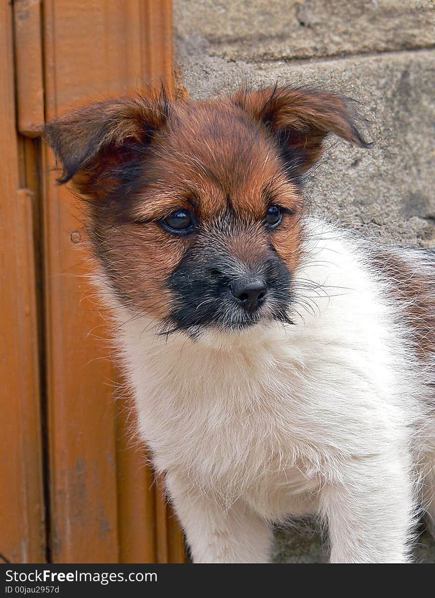 A close up of a white puppy with brown head and black snout. The attentive and distrustful look of bright black eyes.