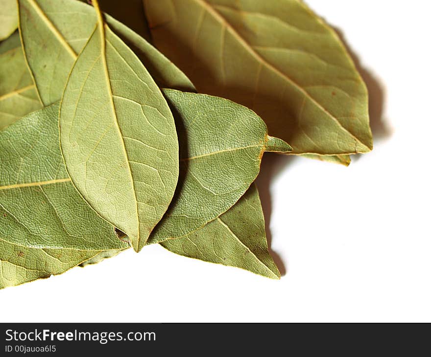 Macro bay leaves spice for cooking isolated on a white background. Macro bay leaves spice for cooking isolated on a white background