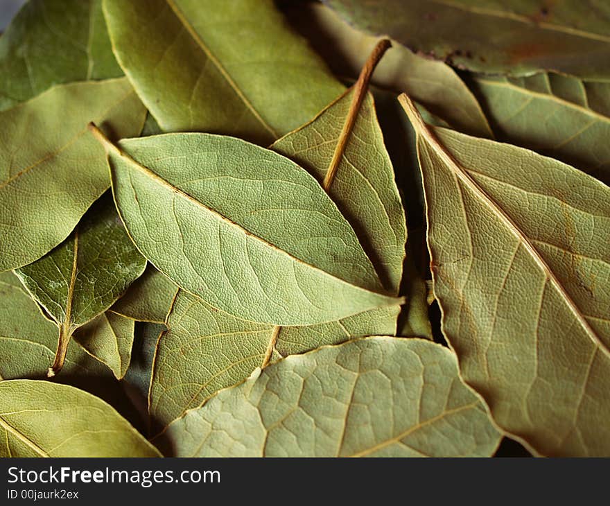 Macro bay leaves spice for cooking