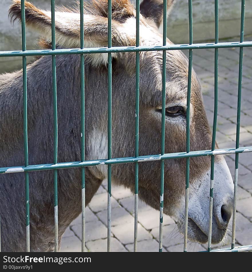 A little donkey behind a fence