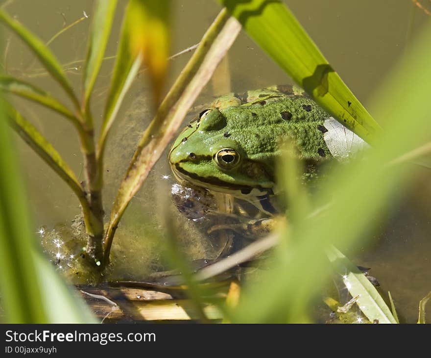 Green frog sitting in the pond and watching. Green frog sitting in the pond and watching