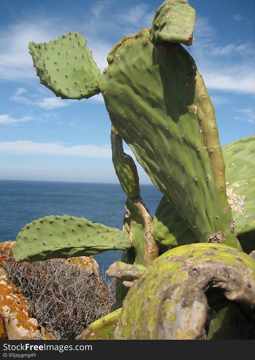 Cactus in the sea