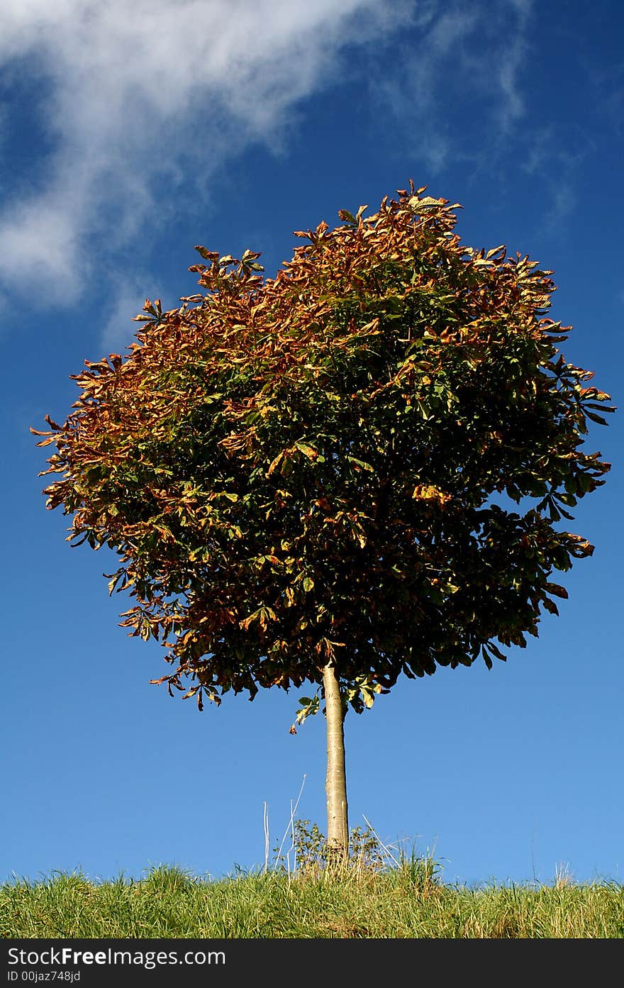 A small chestnut tree