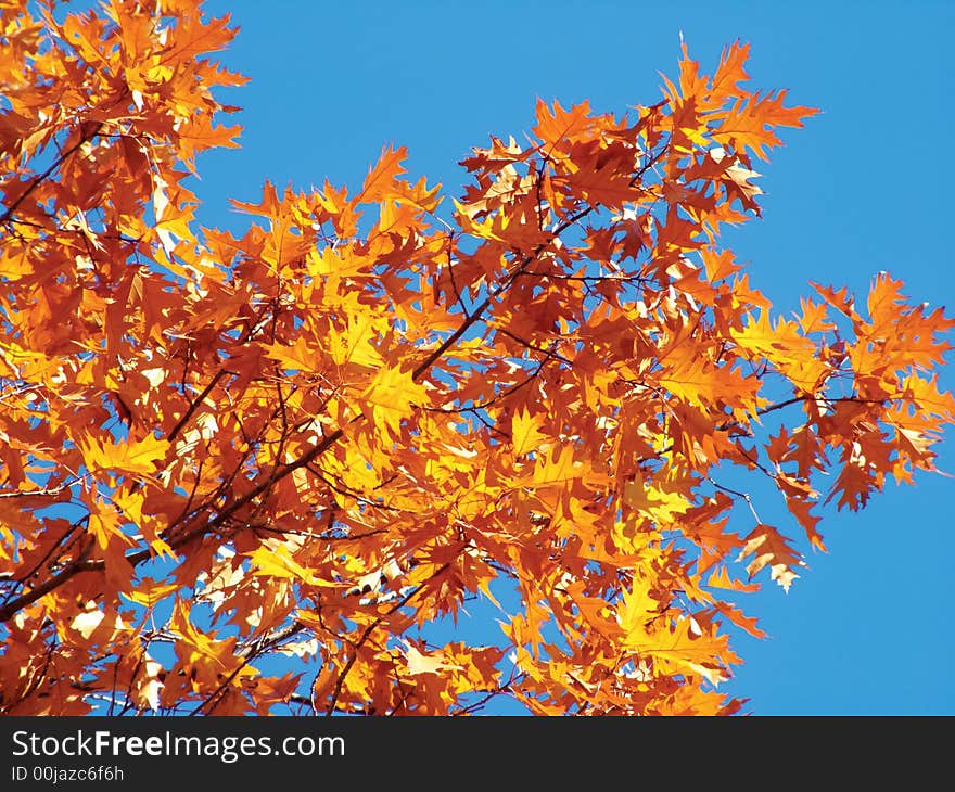 Bright-gold autumn leaves fall. Bright-gold autumn leaves fall